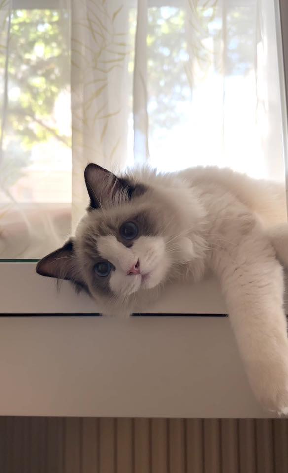 /images/Galeria/Ragdoll Rajongók Rezidenciája/32 Niki Kovács.jpg